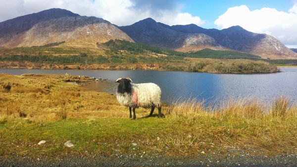 connemara-day-trip Cliffs of Moher & Burren Day Tour - Cliffs of Moher on Clare Altantic Coast